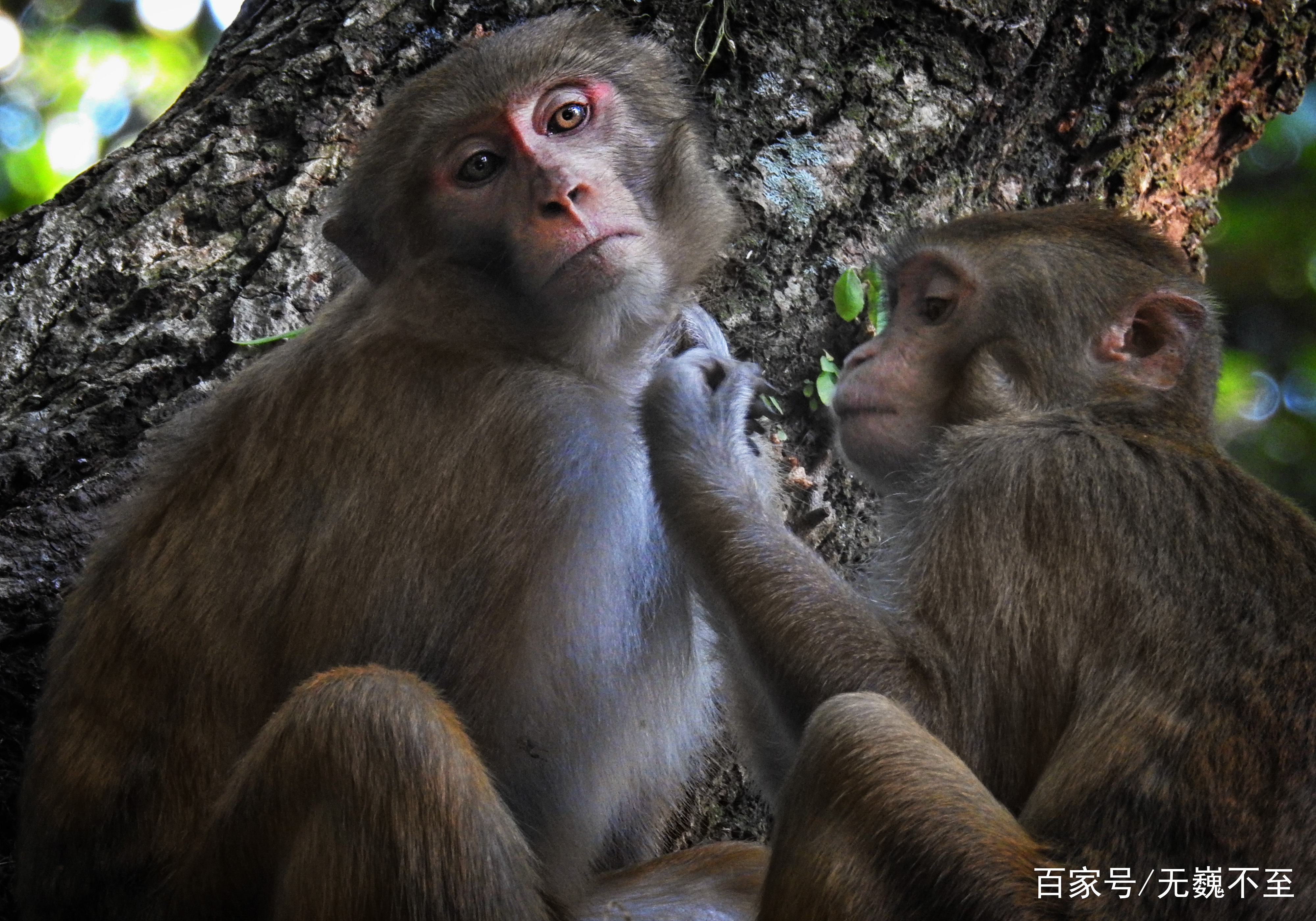 三头六臂藏玄机，天神下凡辨生肖，猴文化的深度解码与现实启示