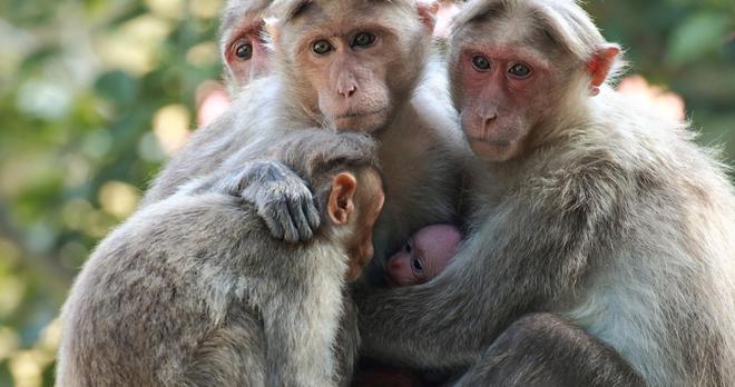猴马鼠牛定特肖,动态解答与专家解读的实践路径探索 猴马鼠牛定特肖,动态解答与专家解读的实践路径探索