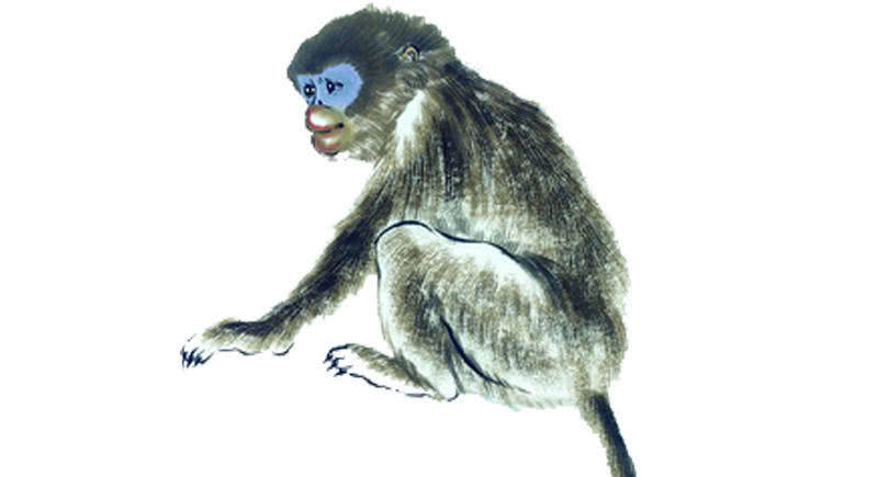 猴马鼠牛定特肖,动态解答与专家解读的实践路径探索 猴马鼠牛定特肖,动态解答与专家解读的实践路径探索