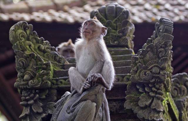 三头六臂藏玄机，天神下凡辨生肖，猴文化的深度解码与现实启示