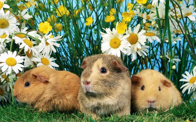 猴马鼠牛定特肖,动态解答与专家解读的实践路径探索 猴马鼠牛定特肖,动态解答与专家解读的实践路径探索