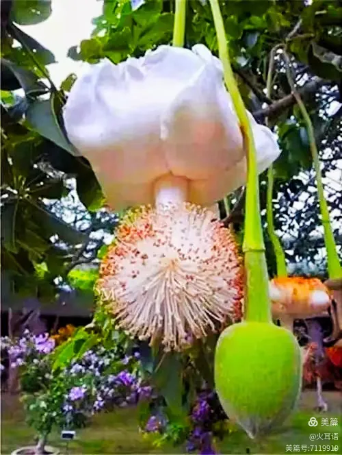 鼠兔相刑利害生,奇花四进果藏玄机,生肖动态解析与欺诈防范全指南 鼠兔相刑利害生,奇花四进果藏玄机,生肖动态解析与欺诈防范全指南