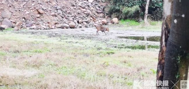 犄角弯弯食青草，生肖羊的新颖文化释义、专家深度解析及防诈实践指南