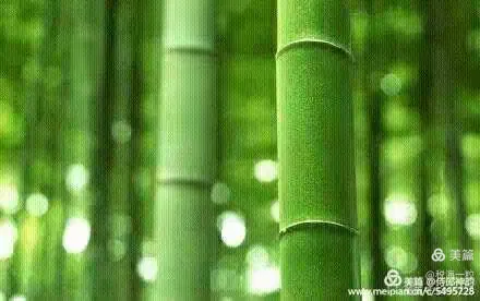 十五天涯共月明,七星高照与竹绿吟风生肖的文化解码及动态效能解析 十五天涯共月明,七星高照与竹绿吟风生肖的文化解码及动态效能解析