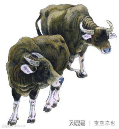 红红蓝双杀蓝单深度解码，牛狗羊猪中本期精准生肖的条理释义与专家解析落实