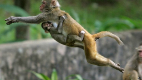 山货市集遇虎猴冲，生肖文化里的乡村烟火与传统智慧