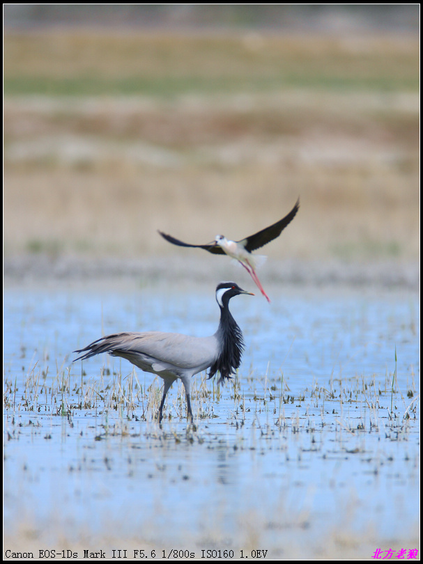 湛湛青天闲云野鹤搜山羽骑乘风引，精准生肖龙的解码与文化效能落实