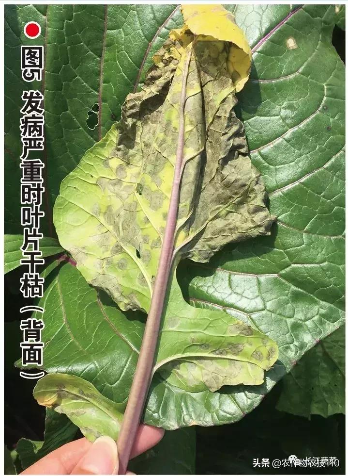 玉帝分胜负背后的生肖玄机,精准解析、理性落实与反欺诈指南 玉帝分胜负背后的生肖玄机,精准解析、理性落实与反欺诈指南