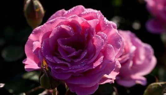 生肖品质深读，辨清玩弄手段的极端特质，谨防虚假标榜陷阱