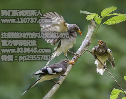 龙行天下藏圣贤，今期生肖二三开，五百年中出圣贤的生肖解码与品质践行