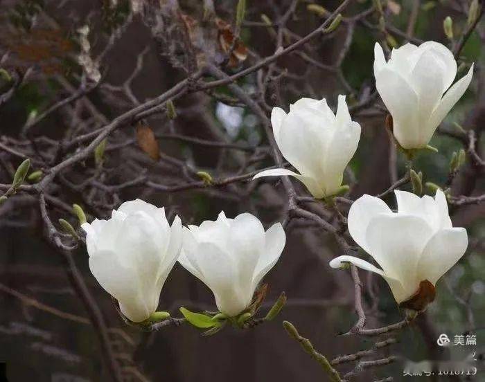 马上坐着食蛇客，奇香偎玉堪流连，生肖羊的玄机解码与生活智慧落实