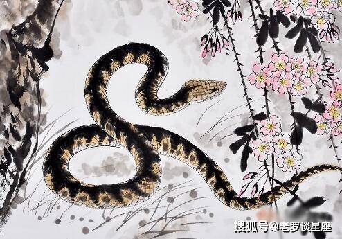 马上坐着食蛇客生肖谜解，鸡生肖品质深度解读与专家实践指南