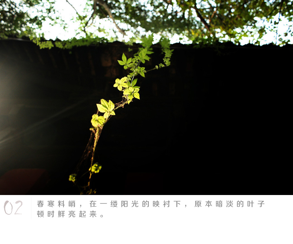 光阴一去年年重，一虎一蛇分南北，生肖文化的方位密码与生命哲思