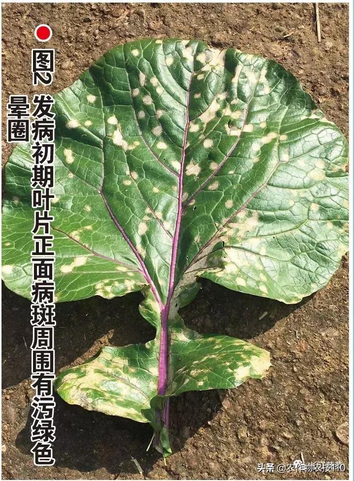 玉帝分胜负背后的生肖玄机,精准解析、理性落实与反欺诈指南 玉帝分胜负背后的生肖玄机,精准解析、理性落实与反欺诈指南