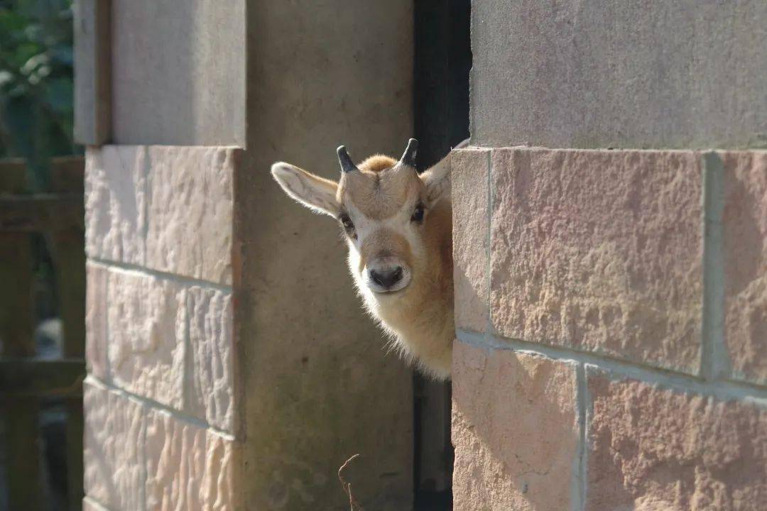 犄角冲天性温顺，猜一精准生肖，深入解答、专家解读与现实落实