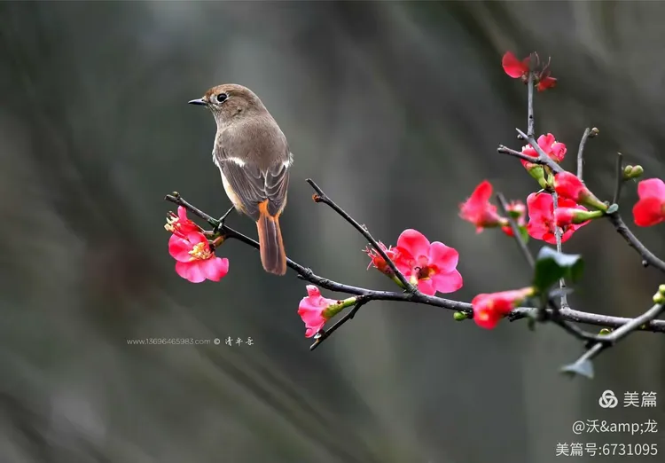 难得双春映吉祥,婚俗热潮背后的历法密码与二三前后生肖解谜 难得双春映吉祥,婚俗热潮背后的历法密码与二三前后生肖解谜