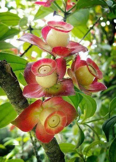 鼠兔相刑利害生,奇花四进果藏玄机,生肖动态解析与欺诈防范全指南 鼠兔相刑利害生,奇花四进果藏玄机,生肖动态解析与欺诈防范全指南