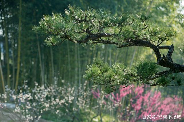 松竹为邻柳作伴，灵兔衔春话归期—解码生肖兔的诗意密码与文化深蕴