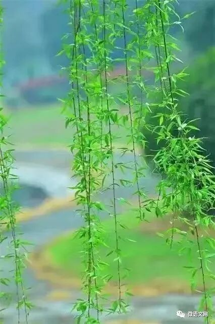 松竹为邻柳作伴,从松竹相亲旧栽与归期及柳依依解码生肖之秘 松竹为邻柳作伴,从松竹相亲旧栽与归期及柳依依解码生肖之秘