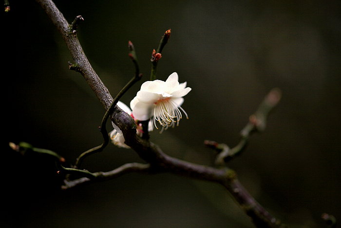 笛韵梅香映龙影—笛愁春尽梅花里，瞻望朱轮骈鼓吹的生肖密码与文化新解