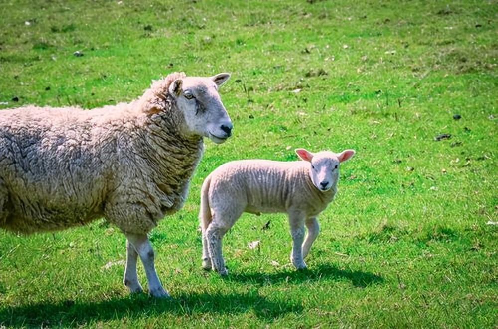 鸡飞羊跳野狼追,天凤飞上蓝天飘生肖谜底深度解析,专家视角下的精准动态与理性解读 鸡飞羊跳野狼追,天凤飞上蓝天飘生肖谜底深度解析,专家视角下的精准动态与理性解读