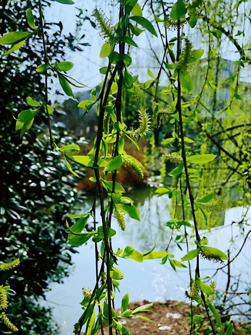 柳藤轻飏绿意浓，以条理解析破欺骗迷雾，锚定落实之基
