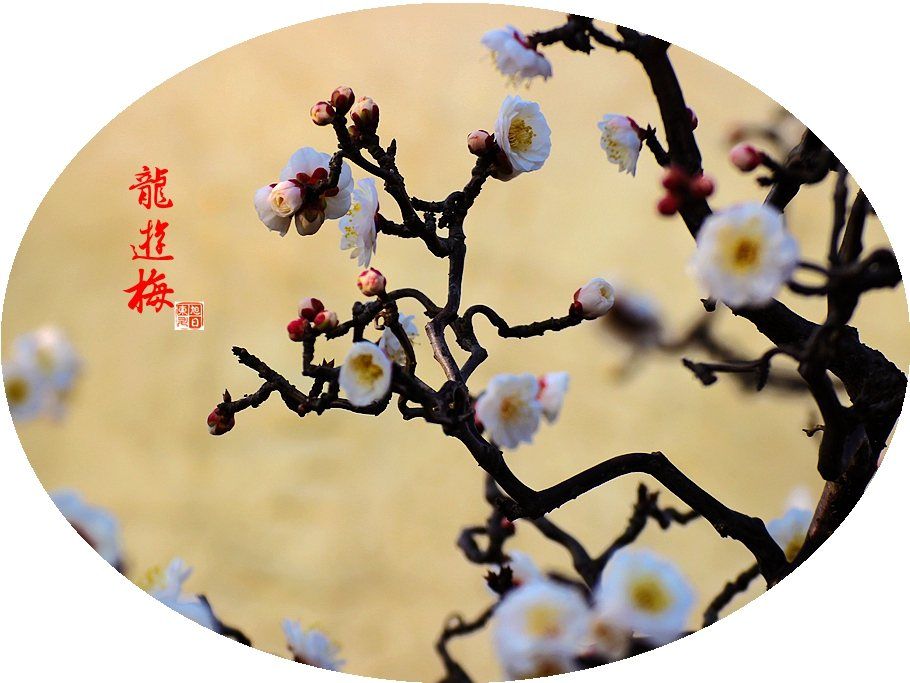 笛韵梅香映龙影—笛愁春尽梅花里，瞻望朱轮骈鼓吹的生肖密码与文化新解