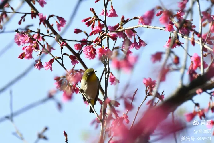 难得双春映吉祥,婚俗热潮背后的历法密码与二三前后生肖解谜 难得双春映吉祥,婚俗热潮背后的历法密码与二三前后生肖解谜