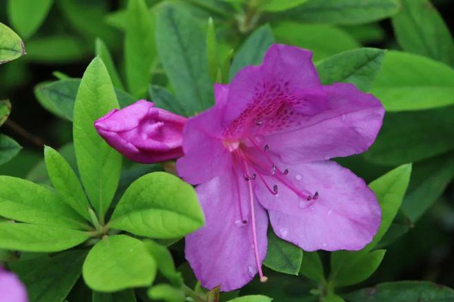 山花红紫树高低，精准生肖谜底深度解析与专家解读落实