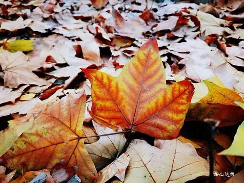 秋霜木落断魂时，生肖文化的精准解读与虚假标榜的甄别之道