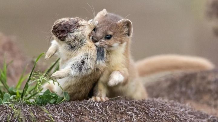 鼠兔相刑藏玄机，奇花四进蕴真章—生肖谜语的科技解码与现实效能
