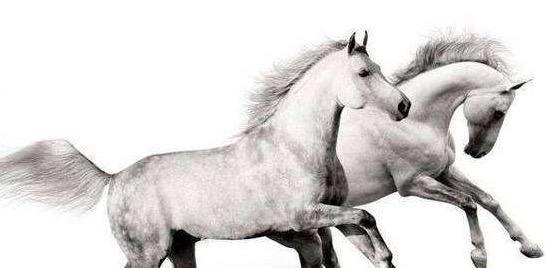 路逢三岔迷失方向，生肖马谜语的科技解码与现实启示