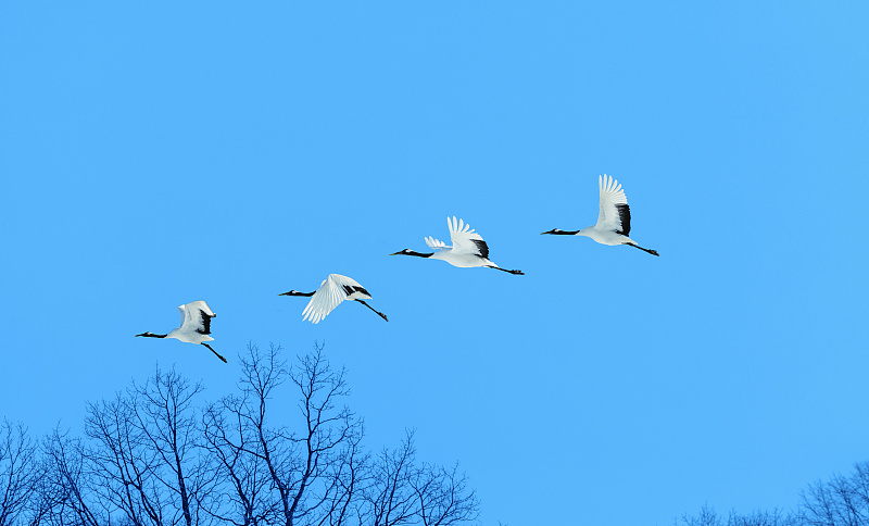 湛湛青天映鹤影，从搜山羽骑乘风引解码精准生肖的文化逻辑与现实效能