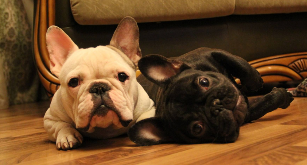 红红蓝双杀蓝单与牛狗羊猪本期猜，生肖预测术语释义、理性认知及虚假标榜防范