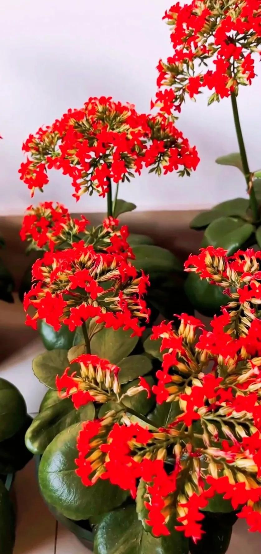 好运连念一六发，从吉祥寓意到现实落地的深度解析