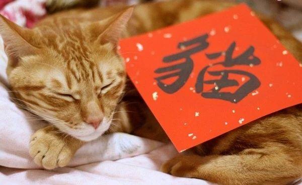 宜红宜绿一六字，笑天下全场赌一次—生肖谜题的文化解码与精准解读