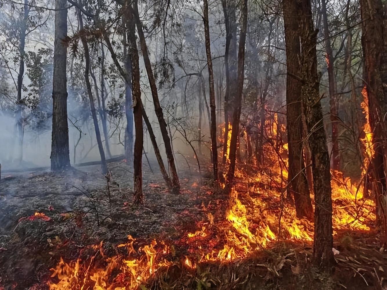 森林大火烧满天，趋火打劫虎出行，生肖隐喻下的防诈警示录