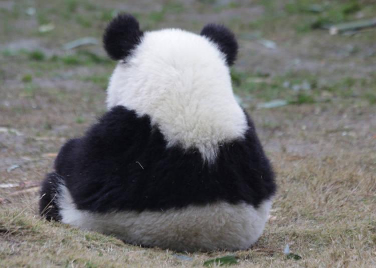 揭秘两面人两面钱大发财生肖谜题，专家解析、动态解答与防骗指南