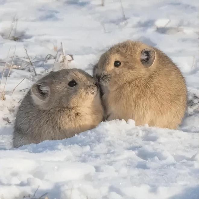 鼠兔相刑藏玄机，奇花四进蕴真章—生肖谜语的科技解码与现实效能