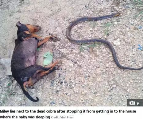 从伞期鼠狗蛇出特到画图浅膘松漠水,生肖文化的民俗解读与理性规避指南 从伞期鼠狗蛇出特到画图浅膘松漠水,生肖文化的民俗解读与理性规避指南