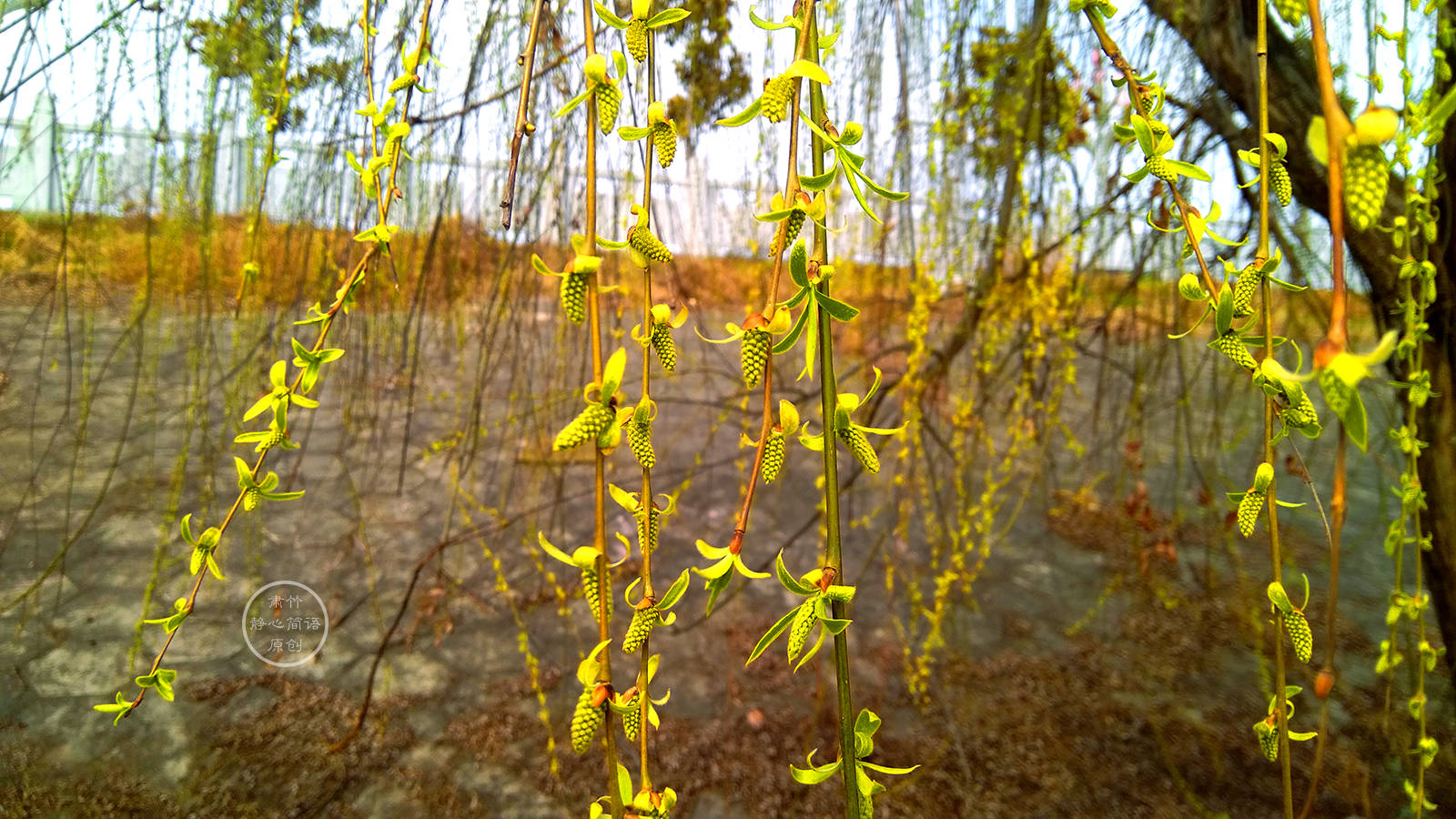 柳藤轻飏绿意浓，以条理解析破欺骗迷雾，锚定落实之基
