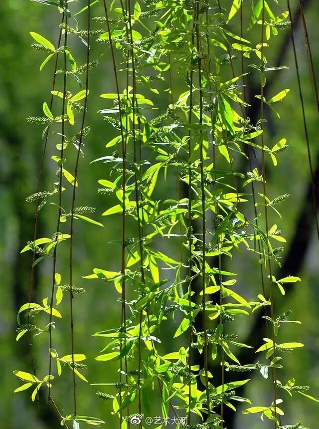 柳藤轻飏绿意浓，以条理解析破欺骗迷雾，锚定落实之基