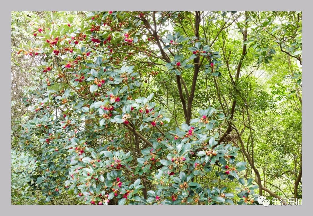 山花红紫树高低，精准生肖谜底深度解析与专家解读落实