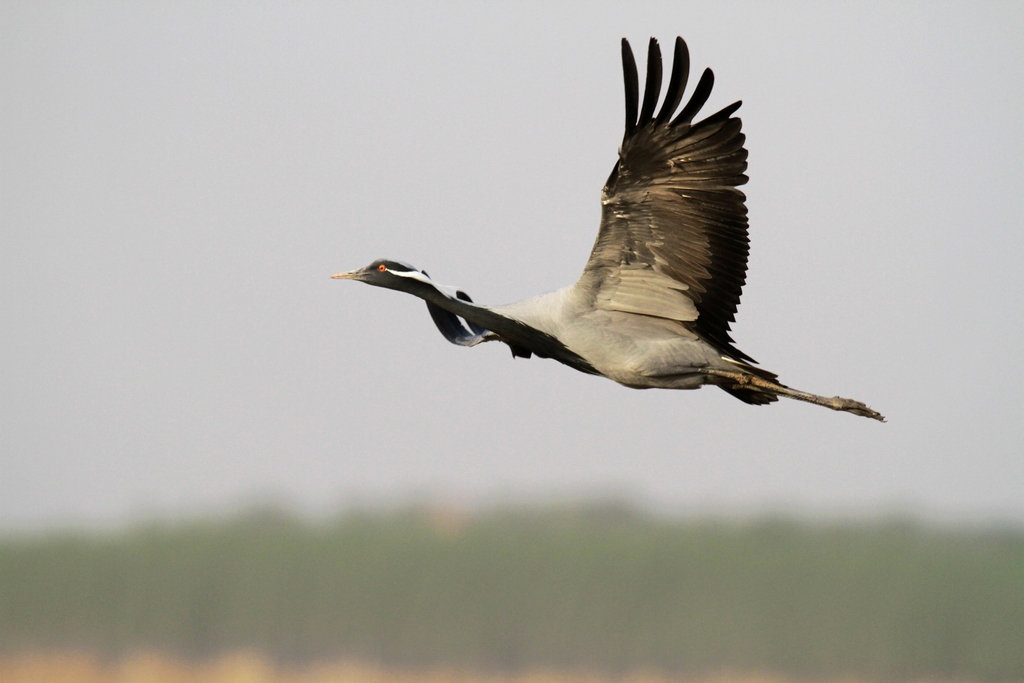 湛湛青天闲云野鹤搜山羽骑乘风引，精准生肖龙的解码与文化效能落实