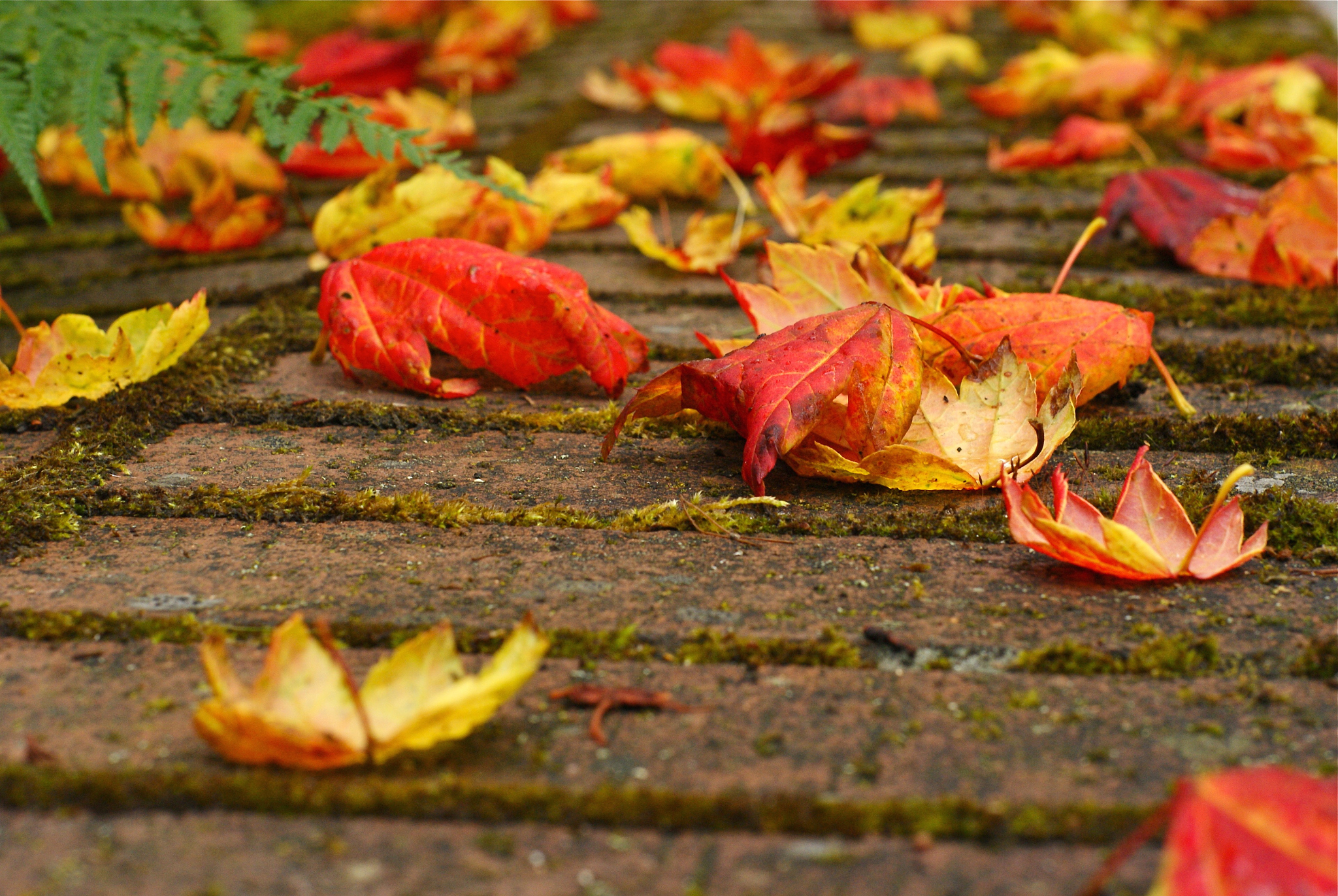 秋霜木落断魂时，生肖文化的精准解读与虚假标榜的甄别之道