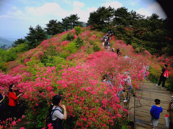 世鹃齐开满山红,生肖文化的创新解码与诚信实践之路 世鹃齐开满山红,生肖文化的创新解码与诚信实践之路