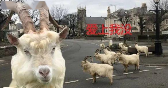 红红蓝双杀蓝单语境下牛狗羊猪精准生肖猜测，条理释义、效能解读与专家落实路径