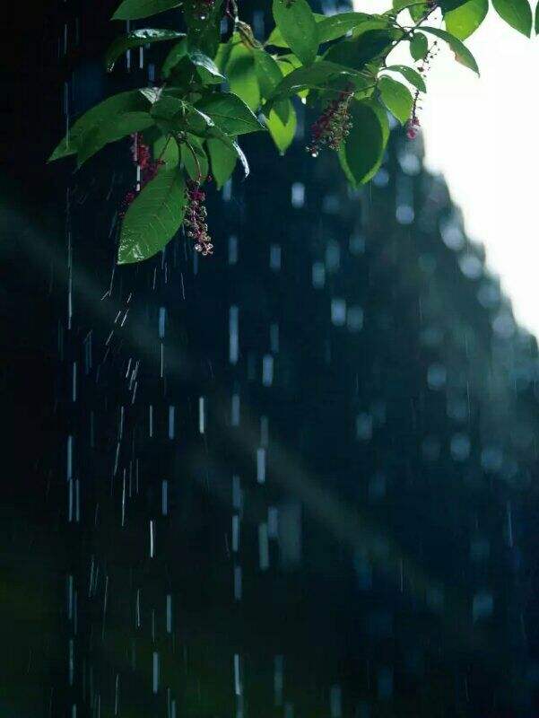 春雨昼眠梦萦处，风月三载宋玉魂—解码兔生肖的才情品质与现实践行