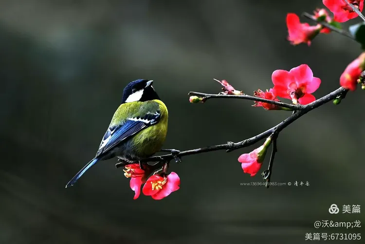 难得双春映吉祥,婚俗热潮背后的历法密码与二三前后生肖解谜 难得双春映吉祥,婚俗热潮背后的历法密码与二三前后生肖解谜