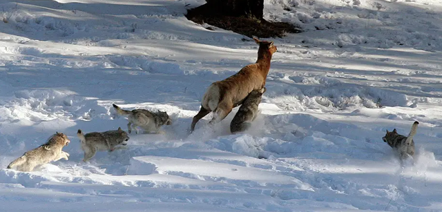 鸡飞羊跳野狼追，天凤飞上蓝天飘，精准生肖解码与文化技术双维解析